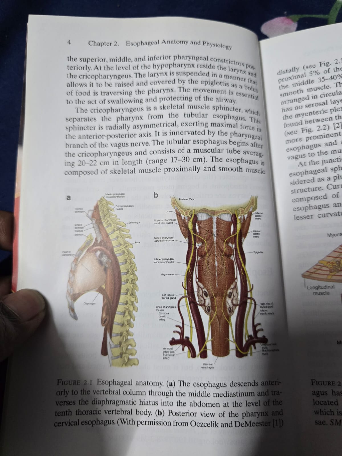 Phone photo of a medical textbook diagram, with a thumb holding the page open